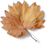 latte-leaf.png