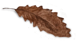 mocha-leaf.png